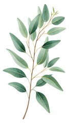 Green tree branch with fresh leaves isolated on white background