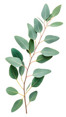 Fototapeta premium Green tree branch with fresh leaves isolated on white background