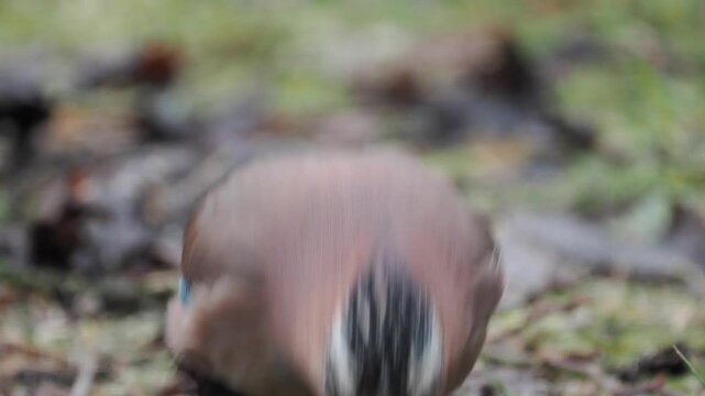Eichelh&auml;her (Garrulus glandarius)  