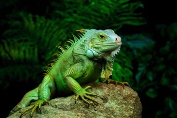 iguana