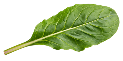 Fresh spinach and green lettuce leaves isolated on white background