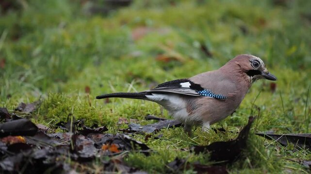 Eichelh&auml;her (Garrulus glandarius)  