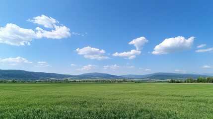 Obraz premium Lush Green Kamut Field Under Bright Blue Sky with Fluffy Clouds in Serene Rural Landscape