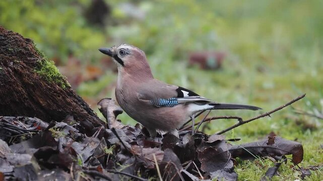 Eichelh&auml;her (Garrulus glandarius)  