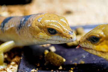 ピーターズバンデッドスキンクのアップ