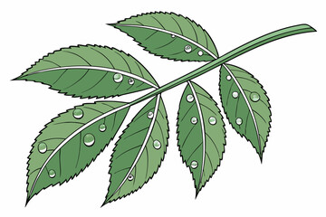 green leaves isolated on white background