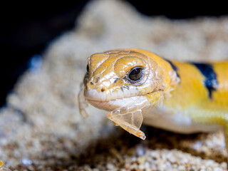 ピーターズバンデッドスキンクのアップ