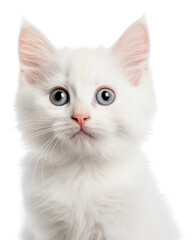 Obraz premium PNG A cute white stray kitten animal mammal pet.