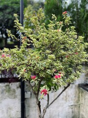 Variegated Bougainvillea with Pink Blooms