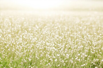 Serene Meadow Filled with Delicate White Flowers under Soft Morning Light