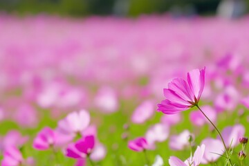 Fototapeta premium Beautiful Pink Flowers Blooming in a Lush Green Field Under a Clear Blue Sky
