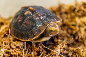 セマルハコガメのベビーのアップ