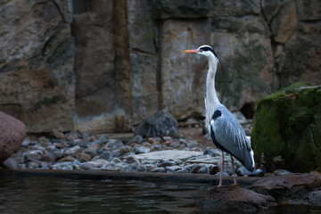 A proud Grey Heron (Ardea cinerea) stands at the water's edge, watching its surroundings carefully. The search for food requires a lot of attention.
