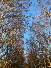 trees in the autumn forest