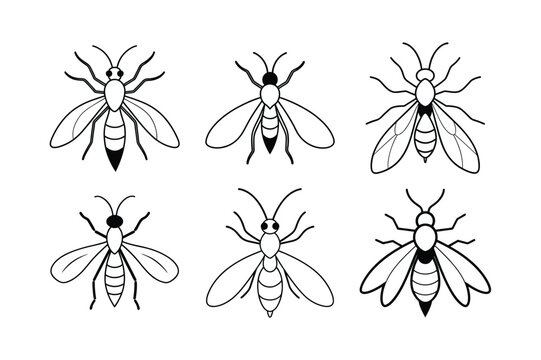 Trichogramma Wasp (Trichogrammatidae) insect design, labeled line art vector illustration.