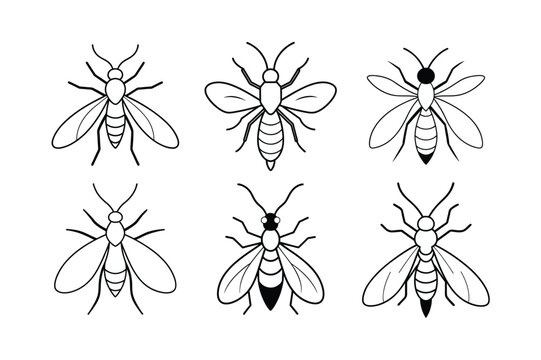 Trichogramma Wasp (Trichogrammatidae) insect design, labeled line art vector illustration.