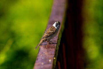 木にとまるスズメ
