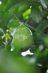 passion fruit seed , passion fruit plant