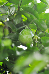 passion fruit seed , passion fruit plant