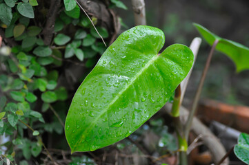 Philodendron , Philodendron erubescens or K Koch and Augustin and rain droplet