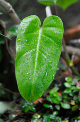 Philodendron , Philodendron erubescens or K Koch and Augustin and rain droplet