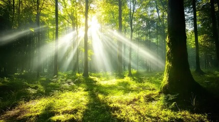 Fototapeta premium Sunbeams in the Mystical Forest: A Serene Escape
