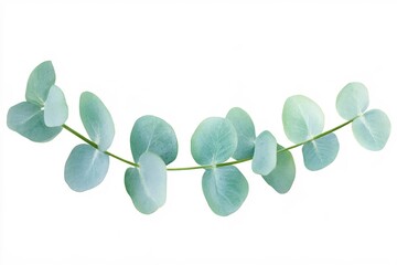 Obraz premium Eucalyptus Branch with Fresh Green Leaves Isolated on White Background