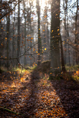 Der Wald im Herbst bei leichtem Nebel und sch&ouml;ner Sonne