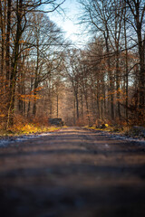 Waldweg im Herbst bei Sonne und lichtem Nebel