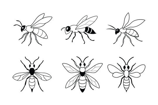 Ensign Wasp (Evaniidae) insect design, labeled line art vector illustration.
