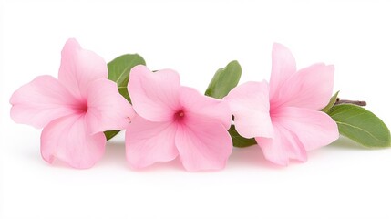 Obraz premium Delicate Pink Flowers with Green Leaves on a White Background for Floral Designs