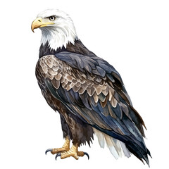 A watercolor vector painting of an eagle, isolated on a white background. Eagle vector.

