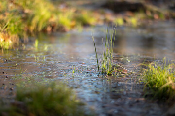 Gras in gefrorenem Wasser im Winter