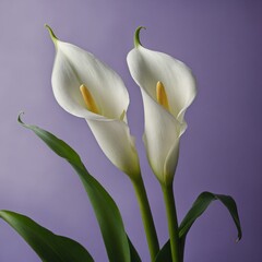 Obraz premium A white calla lily in the foreground, with a pastel purple and green background.