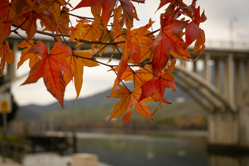 Liquidambar en Barca D´Alva (Potugal)