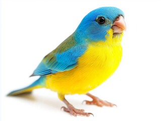 Vibrant yellow and blue bird closeup