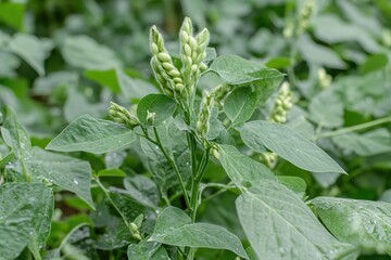 Tender Green Bean Plant with Blossoming Pods in Vibrant Green Garden Setting