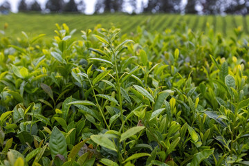 Obraz premium Tea plantation in Cha Gorreana at Sao Miguel island Azores Portugal