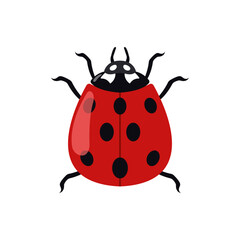 Colorful ladybird.