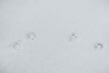 Cat footprints on white snow.