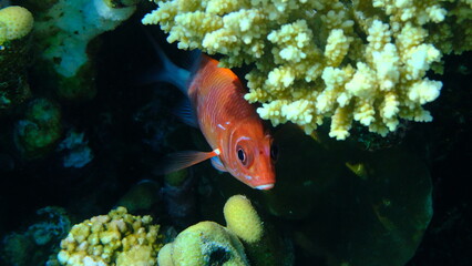 Silverspot squirrelfish (Sargocentron caudimaculatum) undersea, Red Sea, Egypt, Sharm El Sheikh, Montazah Bay
