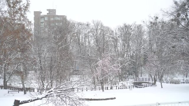 Beautiful white snow covered trees. Snow is falling in Park. Looking Amazing landscape. Winter in Sapporo, Hokkaido Destination for travelers