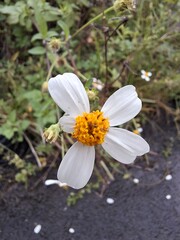 white anemone flower