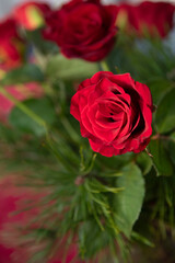 red roses