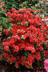 Fototapeta premium Azalée Kaempferi, variete John Cairns
