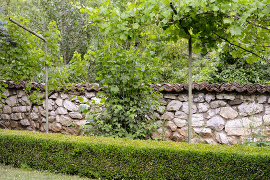 treille de vigne, monast&egrave;re Saint Nicolas du Kablar, Serbie