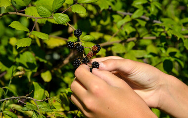 Cueillette des mûres, Mûre sauvage, Ronce commune, Rubus fruticosus