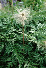 Pulsatille blanche, Pulsatilla alba