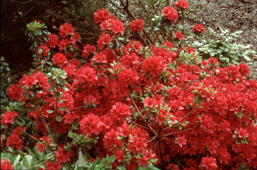 Rhodendron, variete Fête des meres