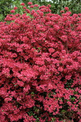 Rhododendron, Aneonum